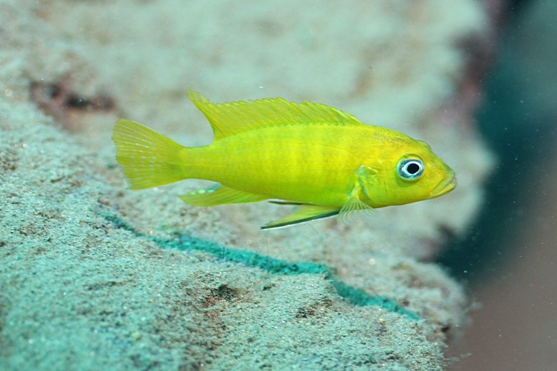 Cynotilapia sp. 'lion ntekete' Liwani